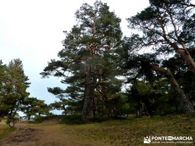 Siete Picos:Senda Herreros,Camino Schmid(Schmidt); senderismo sierra de madrid; excursion madrid;tre